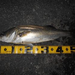 前半はテクトロ。後半はバチパターンで♪