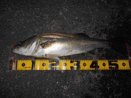 前半はテクトロ。後半はバチパターンで♪