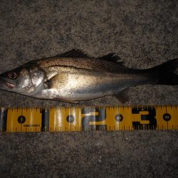 5/22バチパターン調査