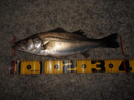 5/22バチパターン調査