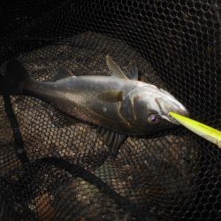 マニックFISHが◎