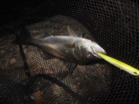 マニックFISHが◎