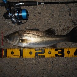 時合いは日没直後