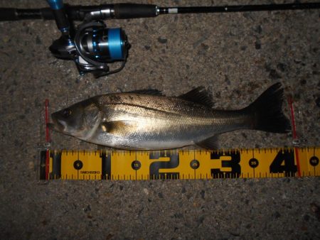 時合いは日没直後