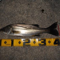 5/27バチパターン調査