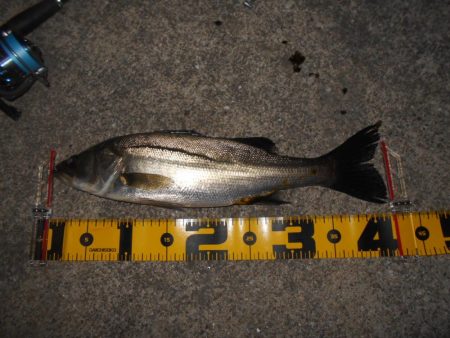 5/27バチパターン調査