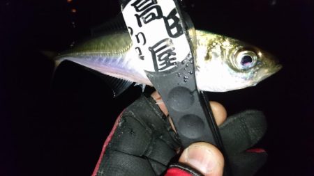 仕事帰りにアジング