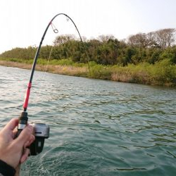 簡単に釣れて引きが強い！釣って楽しいニゴイゲーム