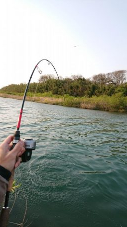 簡単に釣れて引きが強い！釣って楽しいニゴイゲーム