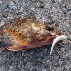 キャロダートでデイゲーム