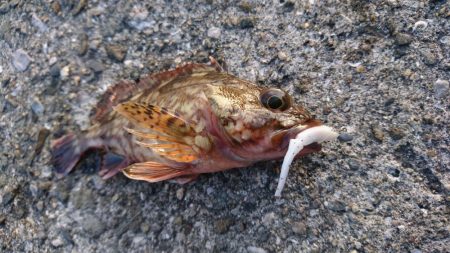 キャロダートでデイゲーム