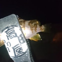 アジはいずこ？！