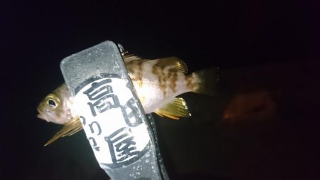 アジはいずこ？！