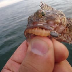 キャロダートでデイゲーム