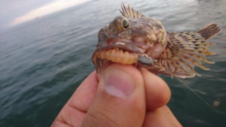 キャロダートでデイゲーム