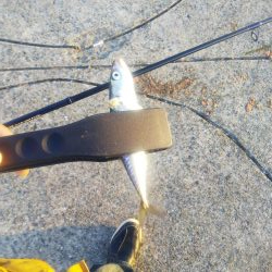 アジングならずサバング