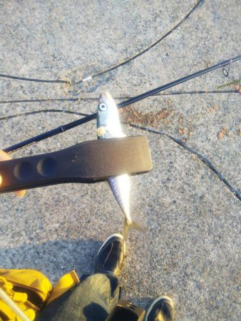 アジングならずサバング