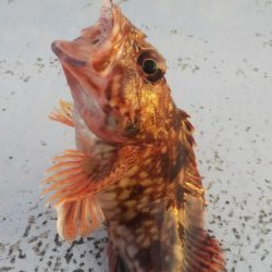 メバル1 ガシラ12