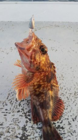 メバル1 ガシラ12