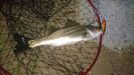 シーバス釣り終わり良ければ全て良し