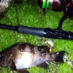 メバリング　30ｃｍまで