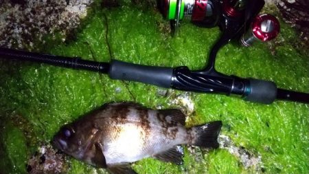 メバリング　30ｃｍまで