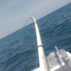 マダイ乗っ込み