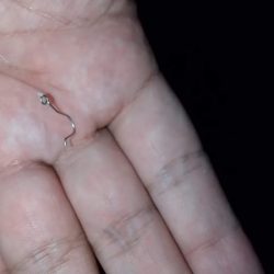 メバリング　ブルーバック良型揃い