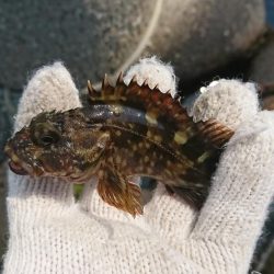 久しぶりの穴釣り