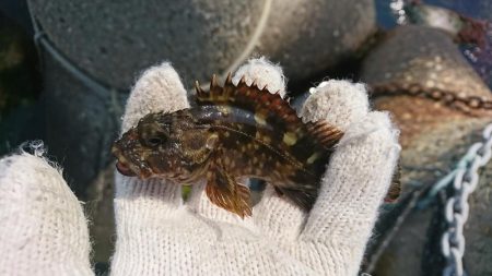 久しぶりの穴釣り