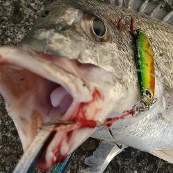 神戸湾奥朝練調査