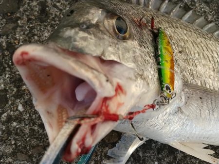 神戸湾奥朝練調査