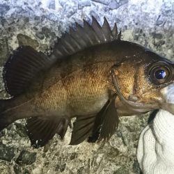 八木メバリング！