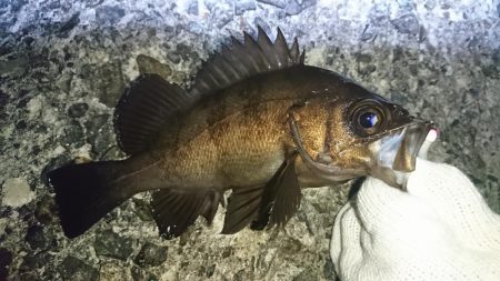 八木メバリング！