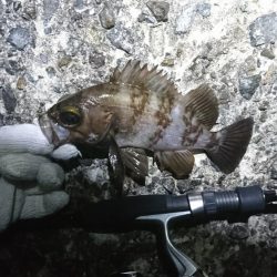 江井ヶ島メバリング