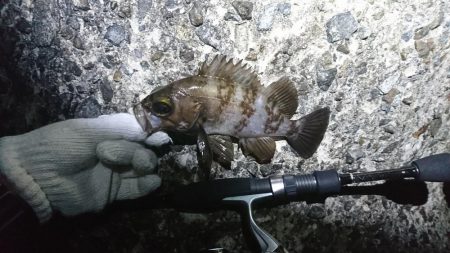 江井ヶ島メバリング