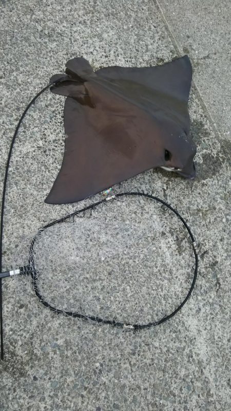 エイ、エイ、エイ