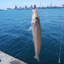 播磨新島のキス調査