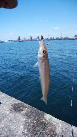 播磨新島のキス調査