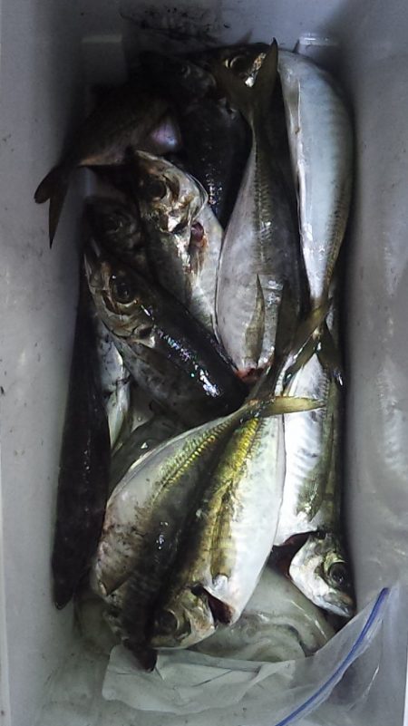 大剣とギガアジ