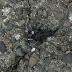 フグの活性高い