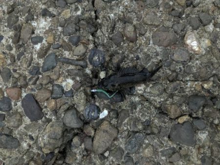 フグの活性高い