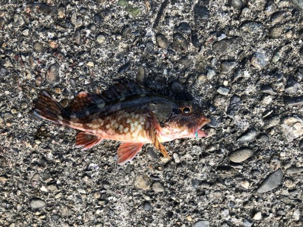 朝マヅメ5目釣り