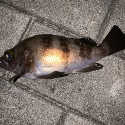 シーバスを狙ってみた