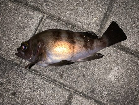 シーバスを狙ってみた