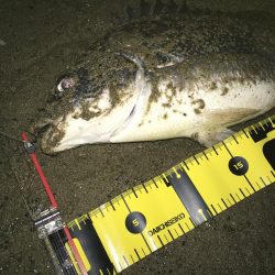 2020 キビレ調査NO、1