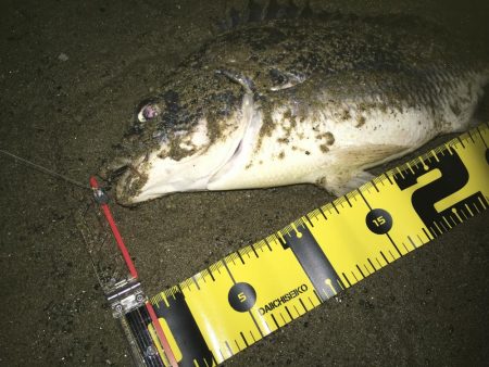 2020 キビレ調査NO、1