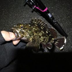 南港へち釣行 (2020/05/17 南港ヘチ釣り キビレチヌ(42cm)タケノコメバル22cm、良ガシラ 釣果有り)