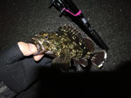 南港へち釣行 (2020/05/17 南港ヘチ釣り キビレチヌ(42cm)タケノコメバル22cm、良ガシラ 釣果有り)