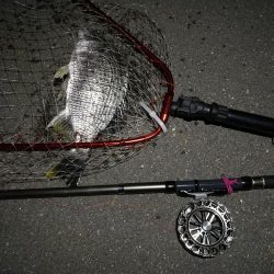 2020/05/23 南港ヘチ釣り　キビレチヌ（40cm,35cm）釣果有り）